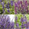 Spectacular Salvia Collection 5 Spectacular Salvia Collection -Greenzy Sales Store PBCOL10 1