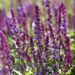 Spectacular Salvia Collection -Greenzy Sales Store PBCOL10 3