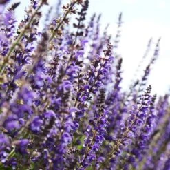 Spectacular Salvia Collection -Greenzy Sales Store PBCOL10 4