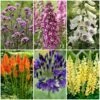 Best Tall Flowers | Perennials For Colour And Height -Greenzy Sales Store PBCOL49 1