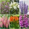 Top Tall Perennials | Plants For Height And Structure -Greenzy Sales Store PBCOL50 1