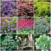 Best Ground Cover Plants | A Carpet Of Flowers -Greenzy Sales Store PBCOL51 1