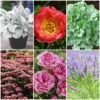 Sensory Garden Plants | Tactile, Bright & Fragrant -Greenzy Sales Store PBCOL55 1