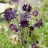 Aquilegia 'Black Barlow' -Greenzy Sales Store PBO455 1