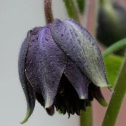 Aquilegia 'Black Barlow' -Greenzy Sales Store PBO455 4