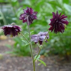 Aquilegia 'Black Barlow' -Greenzy Sales Store PBO455 5