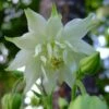 Aquilegia 'Green Apples' -Greenzy Sales Store PBO457 1