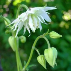 Aquilegia 'Green Apples' -Greenzy Sales Store PBO457 4