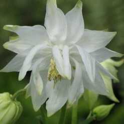 Aquilegia 'Green Apples' -Greenzy Sales Store PBO457 6
