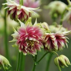 Aquilegia 'Nora Barlow' -Greenzy Sales Store PBO459 3