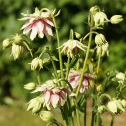 Aquilegia 'Nora Barlow' -Greenzy Sales Store PBO459 4