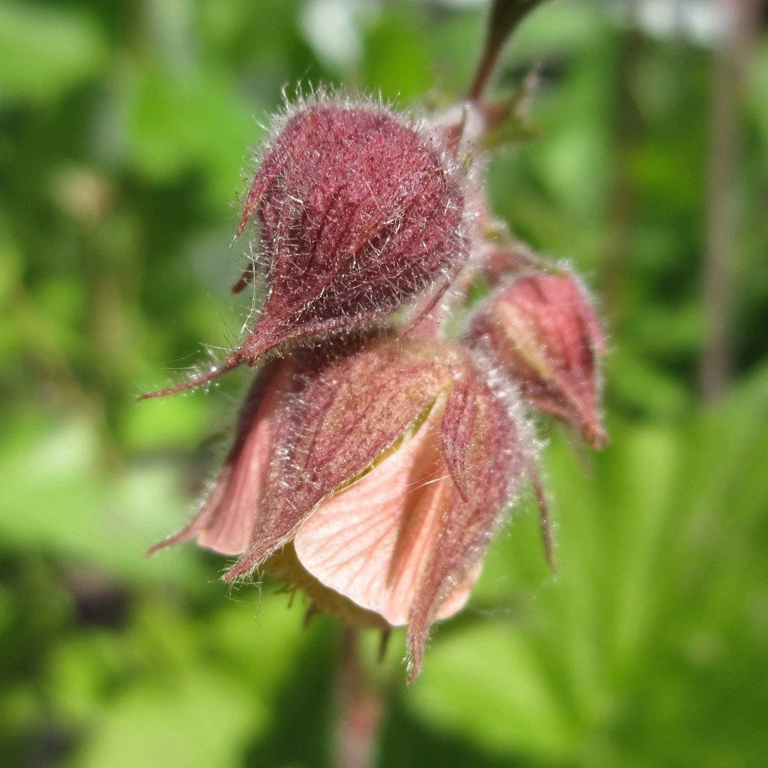 Geum Rivale | Water Avens 1 Geum Rivale | Water Avens