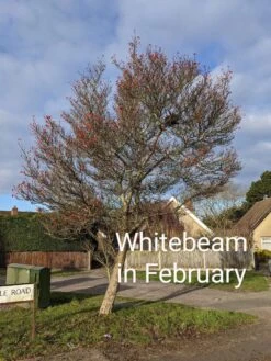 Whitebeam Tree | Sorbus Aria 'Lutescens' -Greenzy Sales Store PXL 20210210 091751122.MP 2