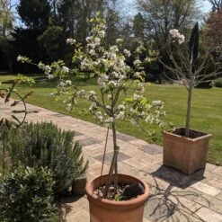 Egremont Russet Apple Tree Dwarfing Rootstock -Greenzy Sales Store PXL 20210424 130844355