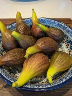 The 3 Best Fruits To Grow In Pots | Nectarine, Fig & Blueberry -Greenzy Sales Store PXL 20210725 093150100 900x 9245256d 3a6c 4ba0 8c55 8c2804cda3a9