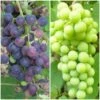 Patio Grape Vines Collection -Greenzy Sales Store PatioGrapes 3222fc9c ded9 4648 9149 dc0a277ae002