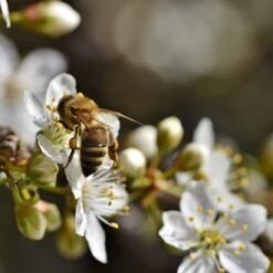 Oullins Golden Gage Plum Tree -Greenzy Sales Store Plum add2 186cc094 2846 489c 9d28 be63134d8d09