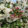 'Professor Sprenger' Crabapple Tree -Greenzy Sales Store Professor 1