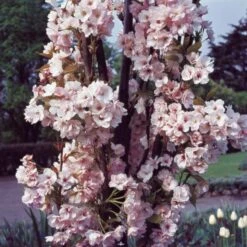 Flagpole Cherry Blossom Tree | Prunus Amanogawa -Greenzy Sales Store PrunusAmanogawaG2001