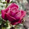 'Pure Poetry' Hybrid Tea Rose -Greenzy Sales Store Pure Poetry
