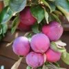 'Purple Haze' Columnar Patio Apple Tree -Greenzy Sales Store PurpleHaze 1