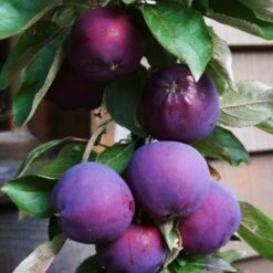 'Purple Haze' Columnar Patio Apple Tree -Greenzy Sales Store PurpleHaze 3