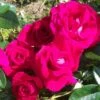 'Lovestruck' Floribunda Rose -Greenzy Sales Store ROTY 2018 LOVESTRUCK 5da49e5b a55f 43b0 82ca bdcedd3316f2