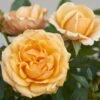 'Parade Radmila' Patio Shrub Rose -Greenzy Sales Store Radmila Parade Poulpar124 N