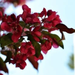 Royalty Crabapple Tree -Greenzy Sales Store Royalty 3