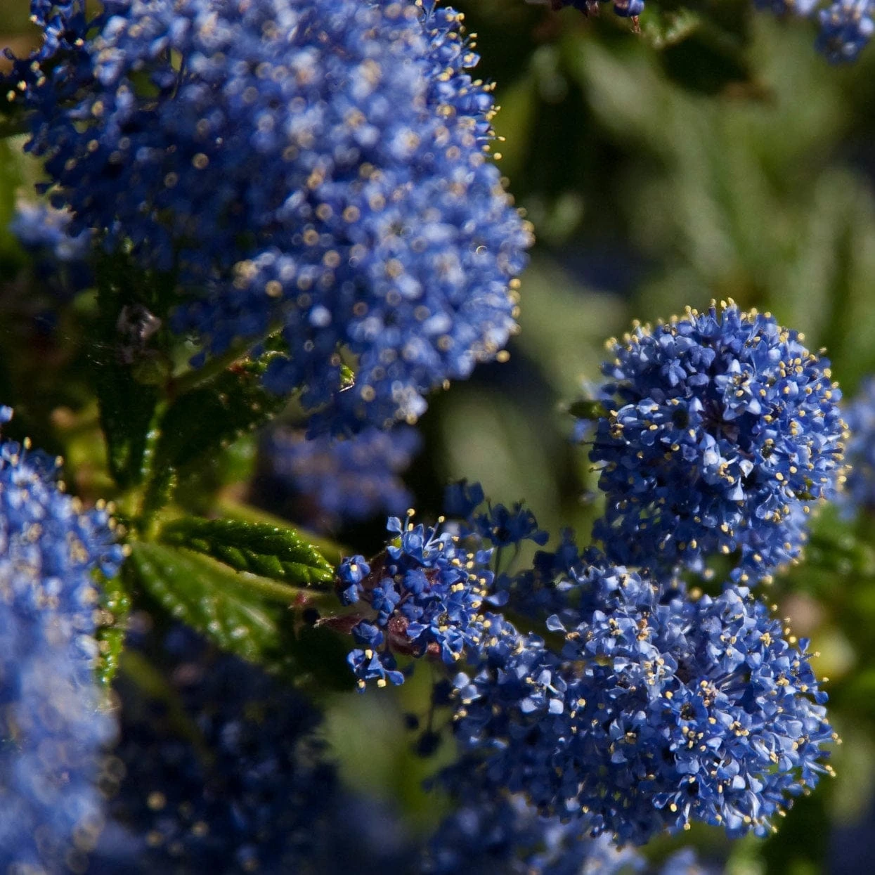 Ceanothus 'Southmead' 1 Ceanothus 'Southmead'