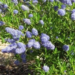 Ceanothus 'Southmead' 9 Ceanothus 'Southmead' -Greenzy Sales Store SHR0012 5