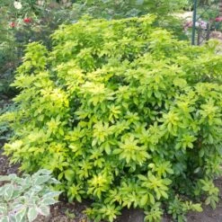 Best Shrubs For Borders 10 Best Shrubs For Borders -Greenzy Sales Store SHR0015 2 c07024a9 fbf3 4ac2 96eb 743e2a689be9