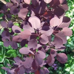 Best Shrubs For Borders 11 Best Shrubs For Borders -Greenzy Sales Store SHR0027 1 dea38fa5 8e06 4c11 adaf c1f1232e7ed8