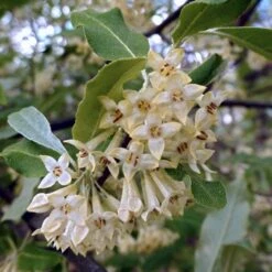 Best Small Evergreen Shrubs -Greenzy Sales Store SHR0031 1 563912e4 afe6 45ad ace2 809656f9993f