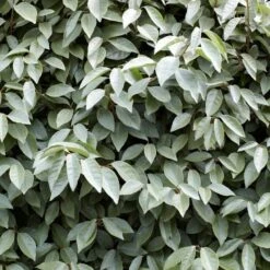 Best Flowering Evergreen Shrubs 6 Best Flowering Evergreen Shrubs -Greenzy Sales Store SHR0031 4 b593e192 c8d2 42f0 b956 7ce0bb5bd358