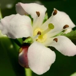 Escallonia 'Apple Blossom' -Greenzy Sales Store SHR0032 3