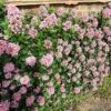 Escallonia 'Pink Elle' -Greenzy Sales Store SHR0033 1
