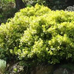 Euonymus 'Emerald 'n' Gold' -Greenzy Sales Store SHR0035 4