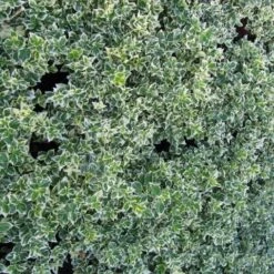 Euonymus 'Emerald Gaiety' -Greenzy Sales Store SHR0036 3