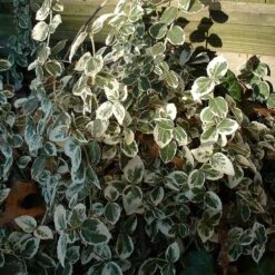 Euonymus 'Emerald Gaiety' -Greenzy Sales Store SHR0036 8