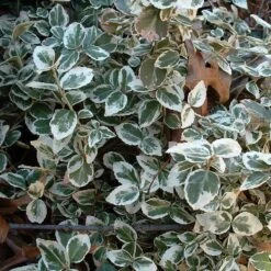 Euonymus 'Emerald Gaiety' -Greenzy Sales Store SHR0036 9