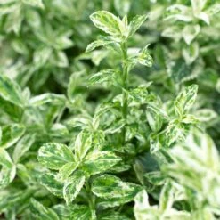 Euonymus 'Harlequin' -Greenzy Sales Store SHR0037 3