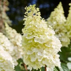 Best Shrubs For Shade -Greenzy Sales Store SHR0046 1 c3cb1a59 bc1f 4193 9c29 bb636158196c