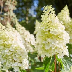 Best Shrubs For Borders 9 Best Shrubs For Borders -Greenzy Sales Store SHR0046 2 e4803070 0c1a 444f 8a01 dd0a7b9aff1c