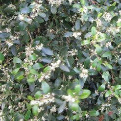 Best Evergreen Shrubs -Greenzy Sales Store SHR0048 5 3126379c 0e7f 4662 ae28 5e6b576c59bc