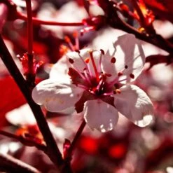 Photinia 'Red Robin' -Greenzy Sales Store SHR0054 1