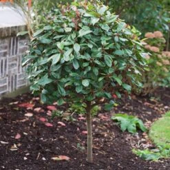 Photinia 'Red Robin' -Greenzy Sales Store SHR0054 10