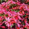 Photinia 'Red Robin' -Greenzy Sales Store SHR0054 3