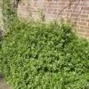 Pittosporum 'Golden Ball' -Greenzy Sales Store SHR0056 1