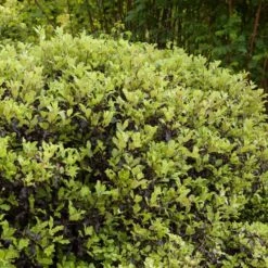 Pittosporum 'Golden Ball' -Greenzy Sales Store SHR0056 3